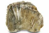 Triassic Petrified Wood (Woodworthia) Section - Arizona #371644-1